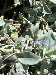 Mertensia maritima