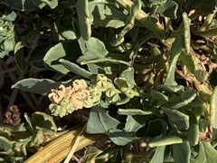 Amaranthus deflexus