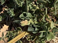 Amaranthus deflexus