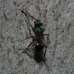 Polyrhachis hookeri