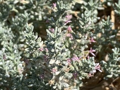 Frankenia salina