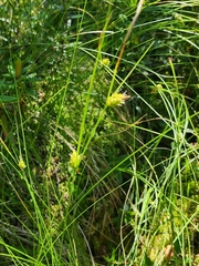 Carex oligosperma