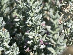Frankenia salina