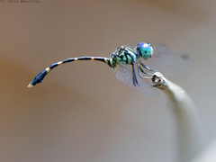 Nannophlebia eludens