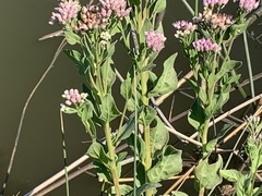 Pluchea odorata