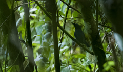 Brachypteryx poliogyna