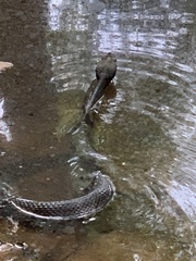 Agkistrodon piscivorus