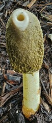 Phallus ravenelii