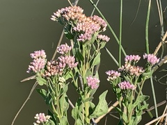 Pluchea odorata