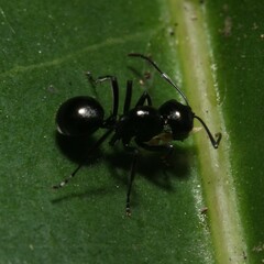 Polyrhachis australis