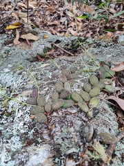 Dendrobium linguiforme