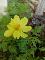 Cosmos sulphureus