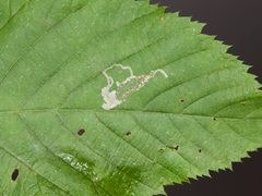 Caloptilia ostryaeella
