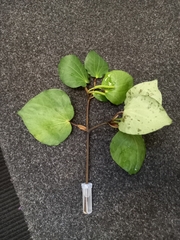 Piper excelsum excelsum