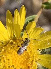 Halictus tripartitus
