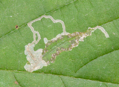 Caloptilia ostryaeella