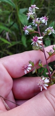 Symphyotrichum lateriflorum