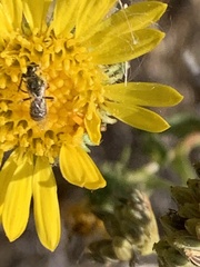 Halictus tripartitus