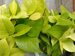 Epipremnum aureum