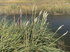 Cortaderia selloana