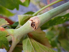 Proteoteras willingana