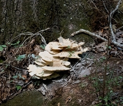 Bondarzewia berkeleyi