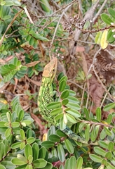 Anolis heterodermus