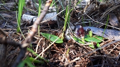 Corybas