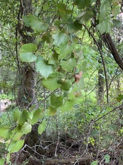 Vitis rotundifolia