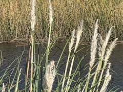 Cortaderia selloana