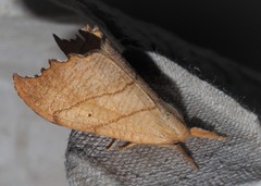 Falcaria lacertinaria