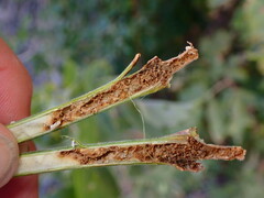 Proteoteras willingana