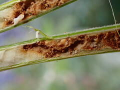 Proteoteras willingana