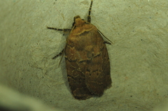 Orthodes cynica