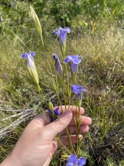 Gentianopsis virgata