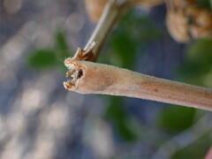 Proteoteras willingana