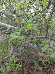 Bursera epinnata