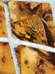 Pyrausta subsequalis