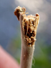 Proteoteras willingana