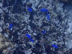 Pomacentrus coelestis