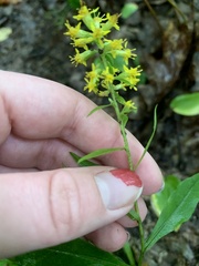 Solidago erecta