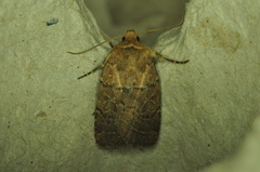 Orthodes cynica