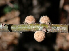 Burnettweldia washingtonensis