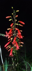 Penstemon barbatus