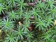 Polytrichum commune