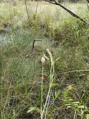 Sanguisorba canadensis