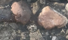 Formicoidea
