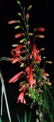 Penstemon barbatus