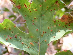 Neuroterus saltatorius