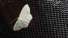 Sterrhinae
